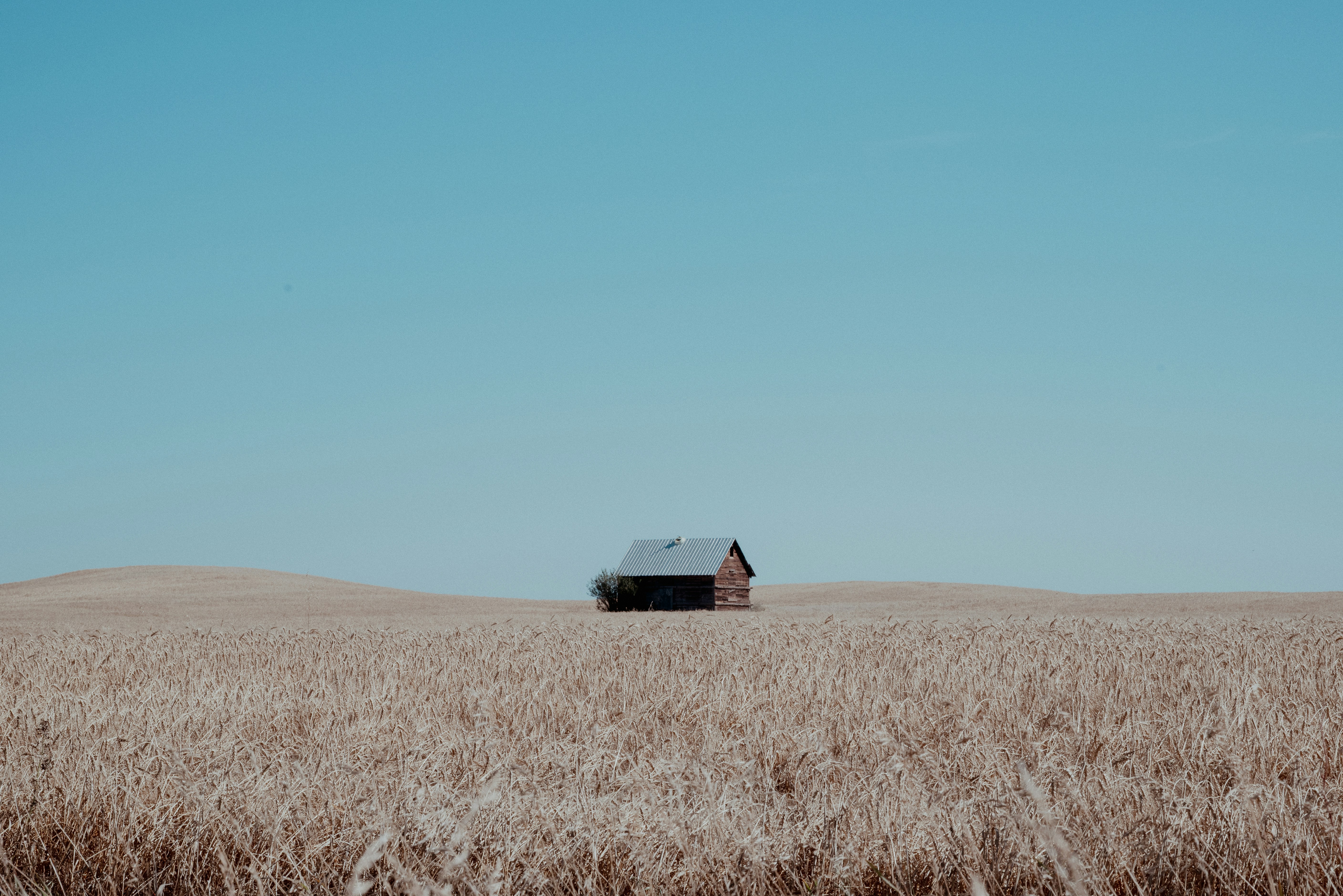 A Small Wooden Cabin In A Vast Golden Wheat Field Under A Clear Sky HD mobile wallpaper