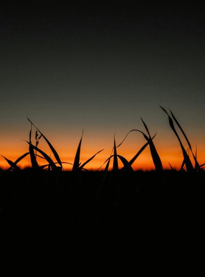 Silhouetted Blades Of Grass Against A Vibrant Orange And Dark Blue Sky wallpaper preview