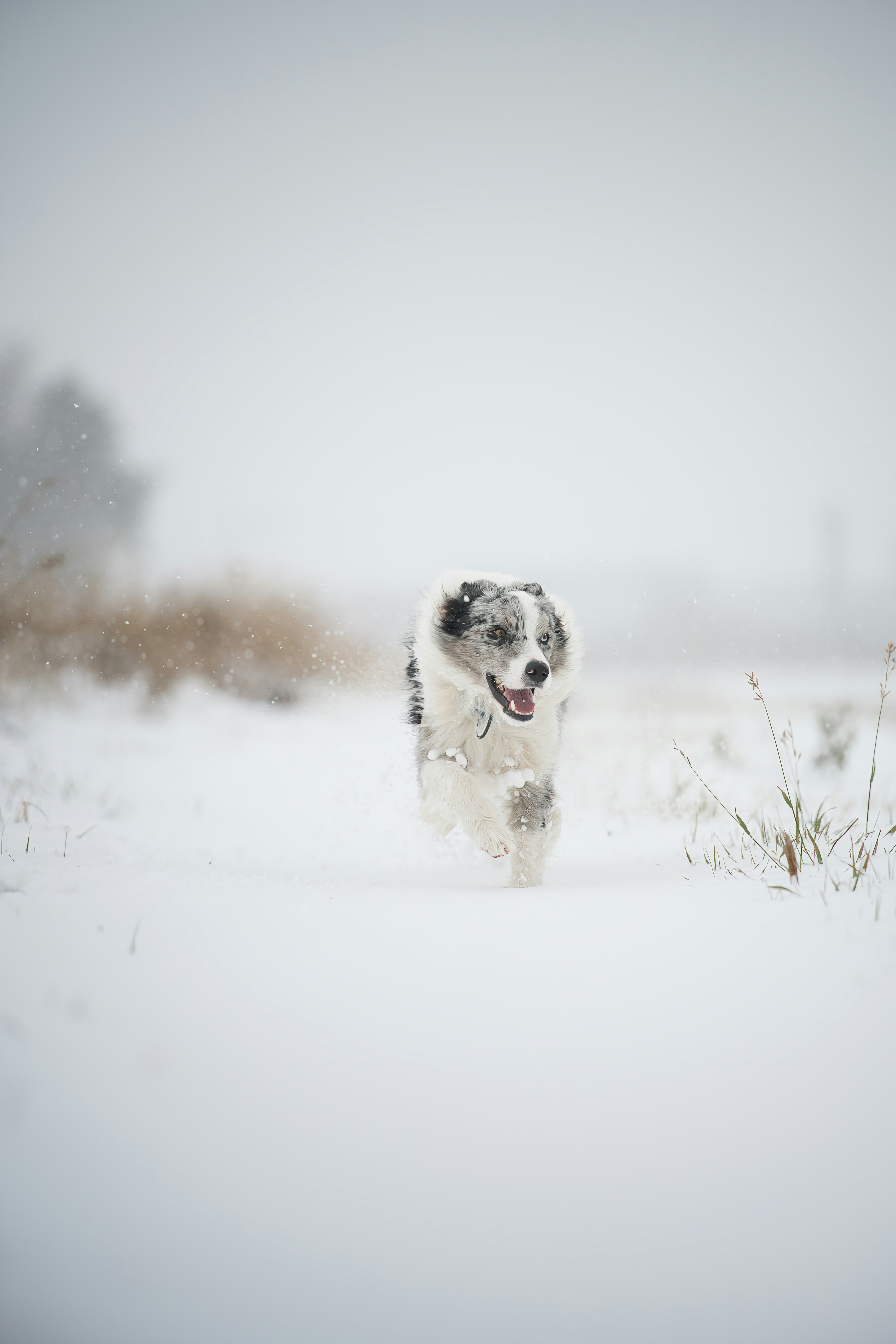 A Merle Australian Shepherd Running Through Deep Snow In A Winter Field HD mobile wallpaper