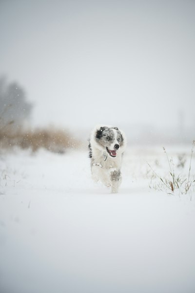 A Merle Australian Shepherd Running Through Deep Snow In A Winter Field wallpaper preview