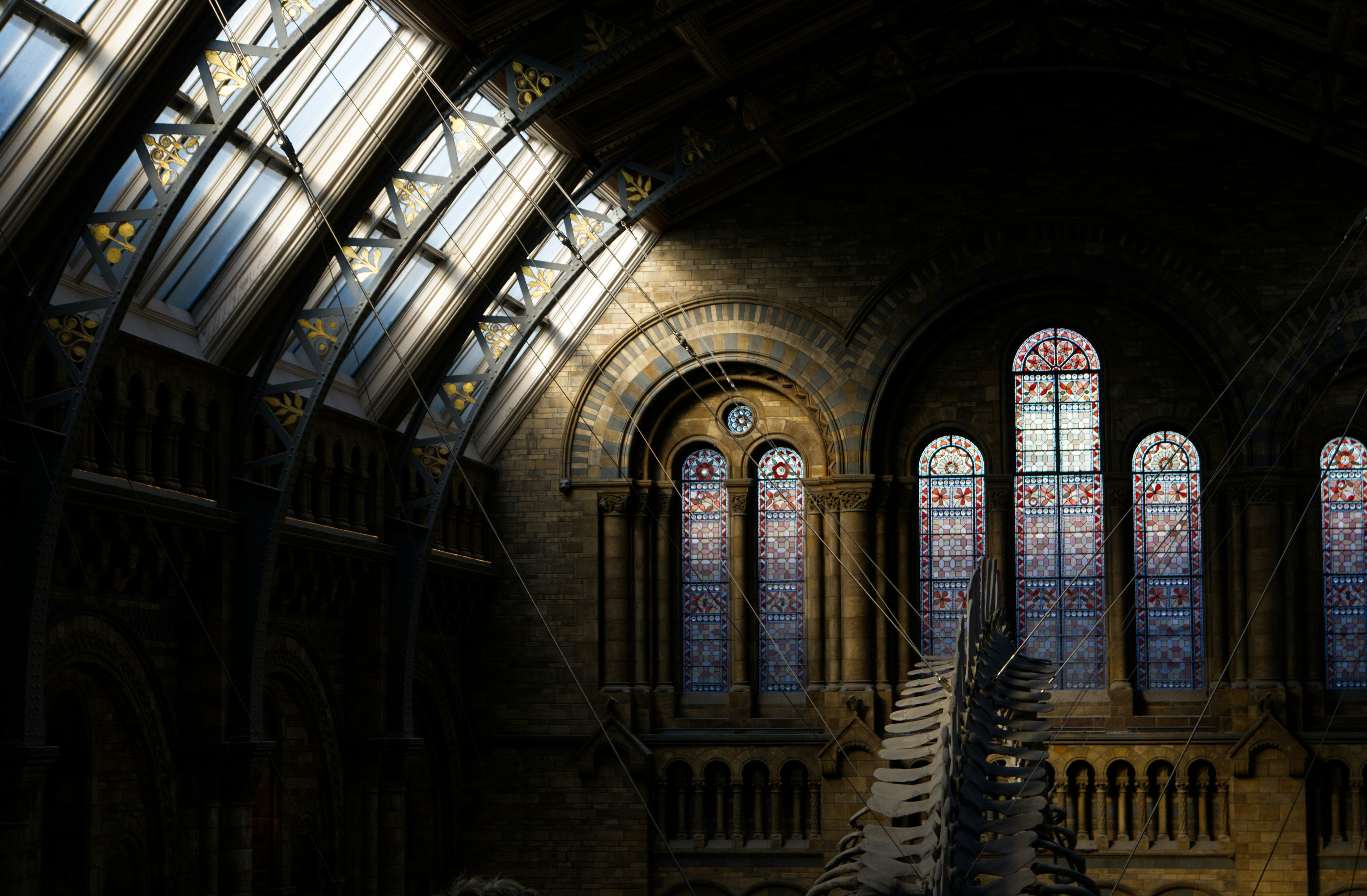 Whale Skeleton Suspended Inside A Victorian Natural History Museum With Stained Glass Windows. HD mobile wallpaper
