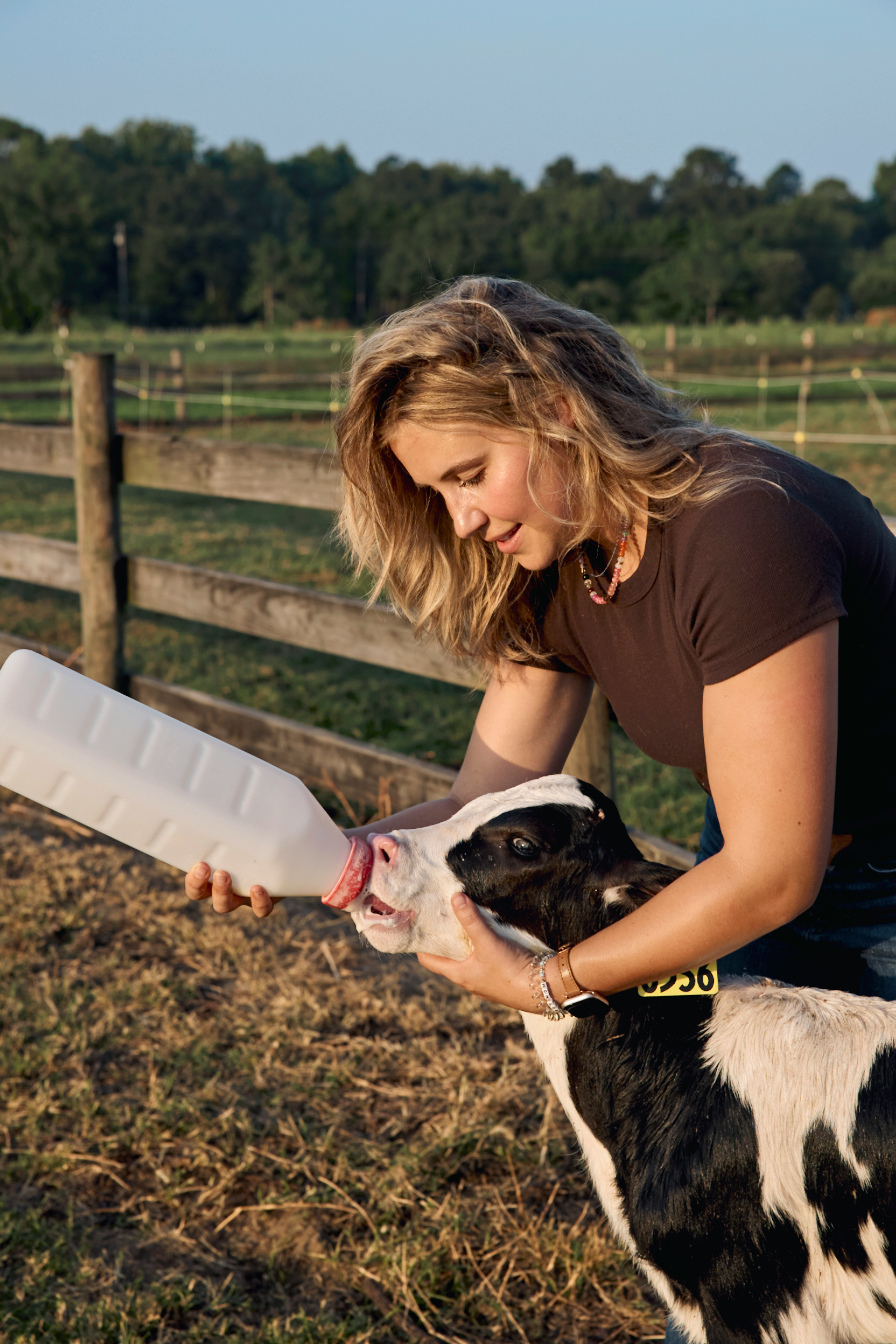 Woman Feeding A Calf. Georgia, USA. HD mobile wallpaper
