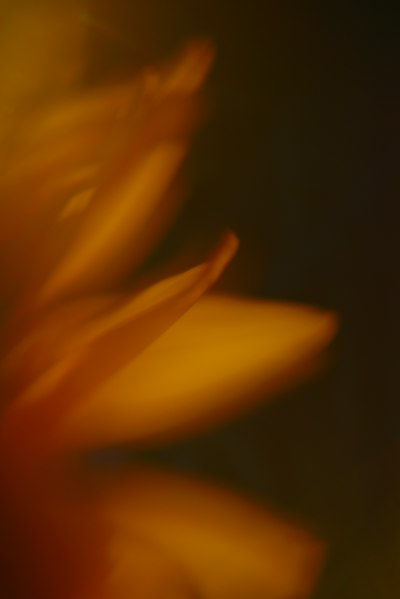 Blurred Golden Flower Petals Against A Dark Background wallpaper preview
