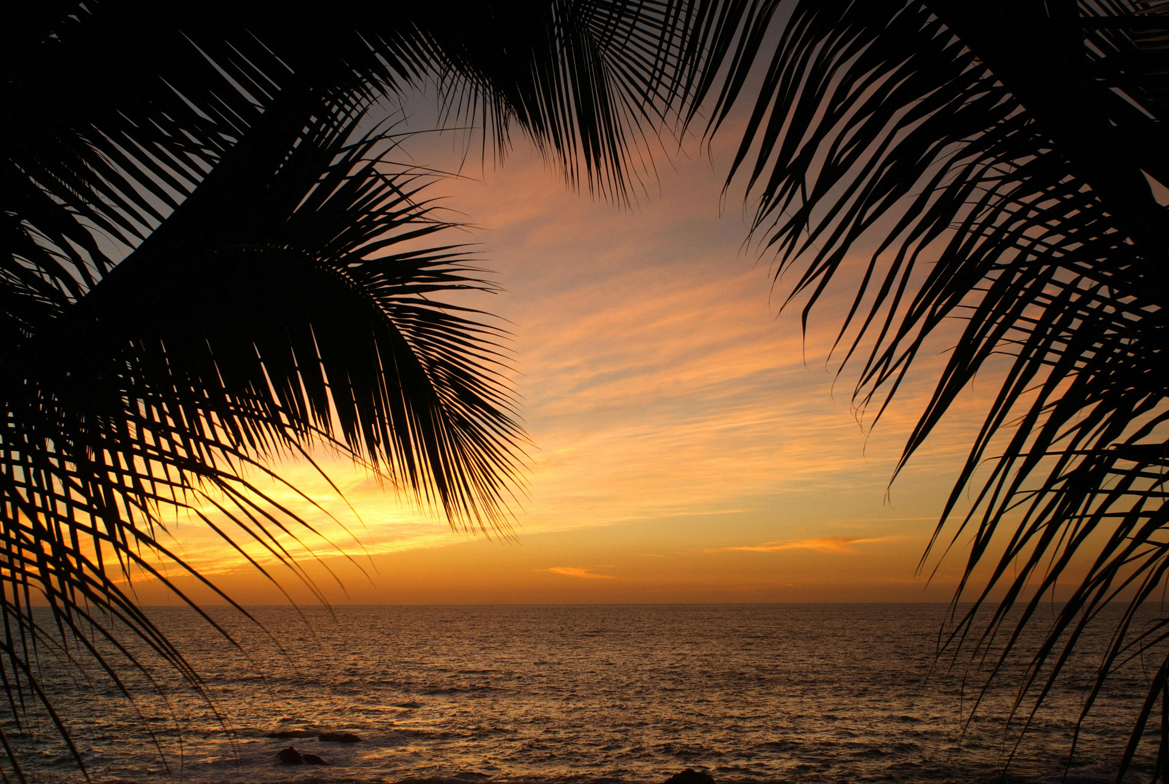 Palm Fronds Framing A View Of The Ocean Under A Warm Orange Sky HD mobile wallpaper