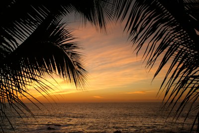 Palm Fronds Framing A View Of The Ocean Under A Warm Orange Sky wallpaper preview