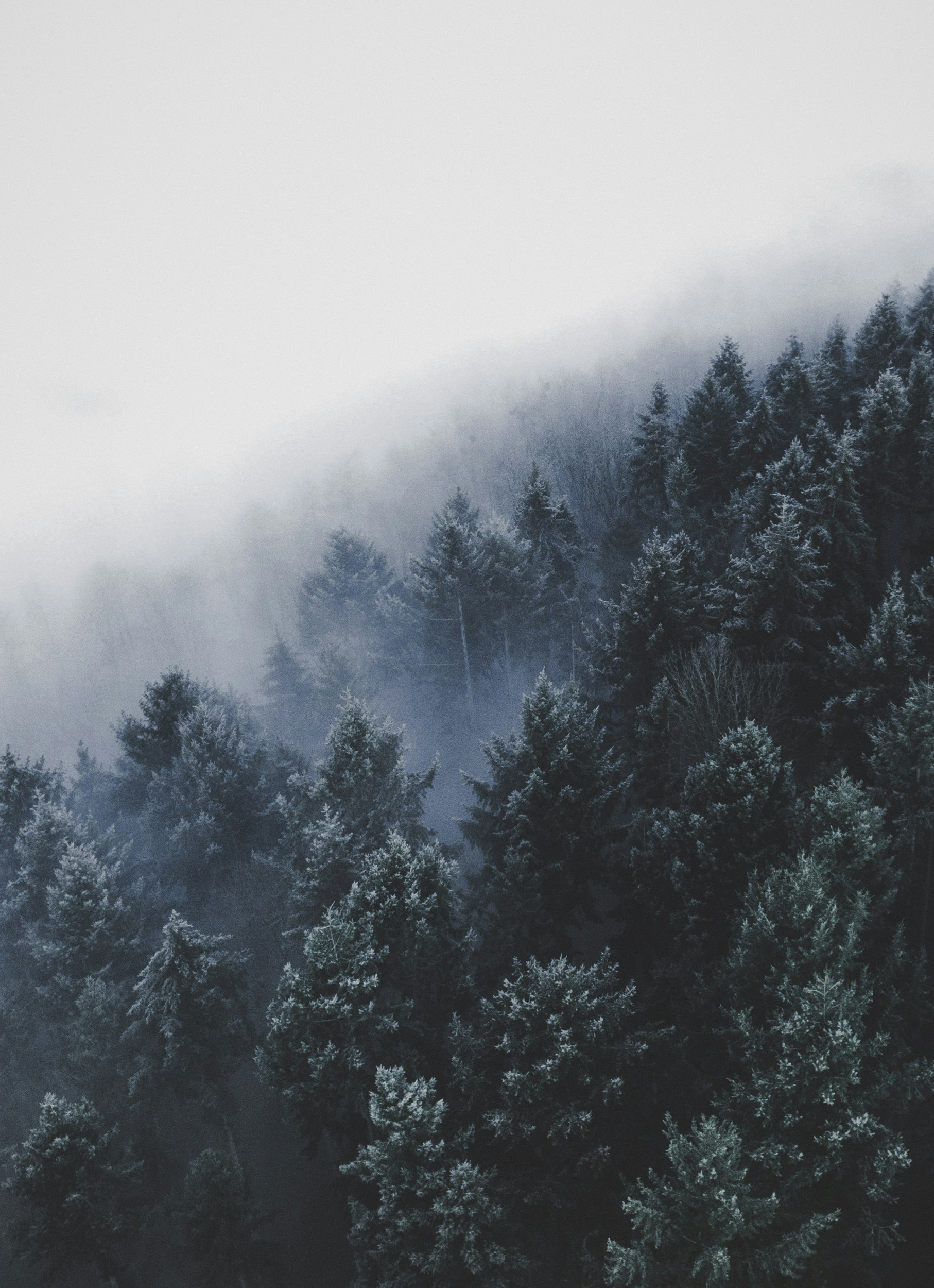 Foggy Germany HD mobile wallpaper