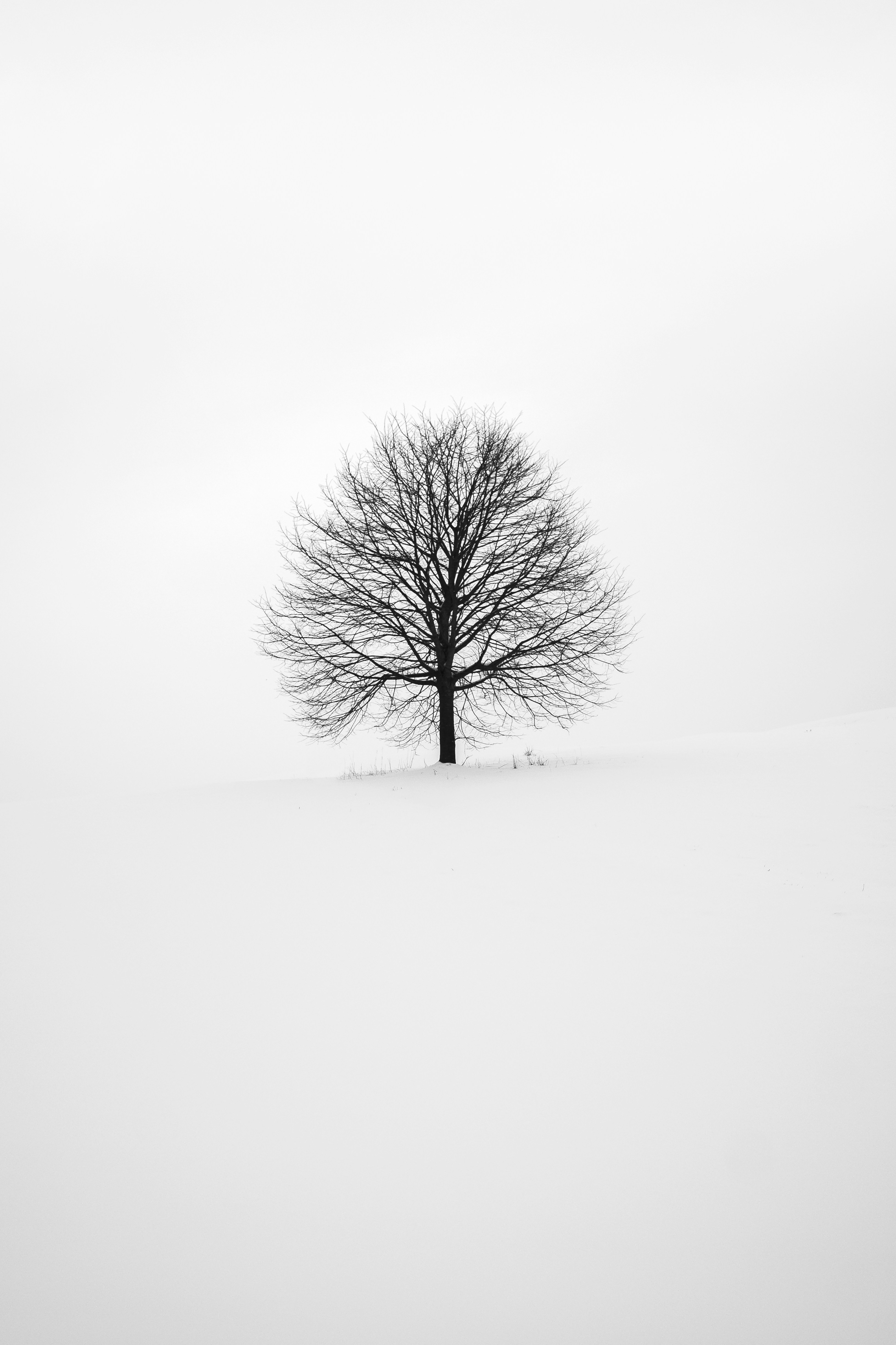 Photography Of Tree HD mobile wallpaper