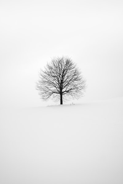Photography Of Tree wallpaper preview