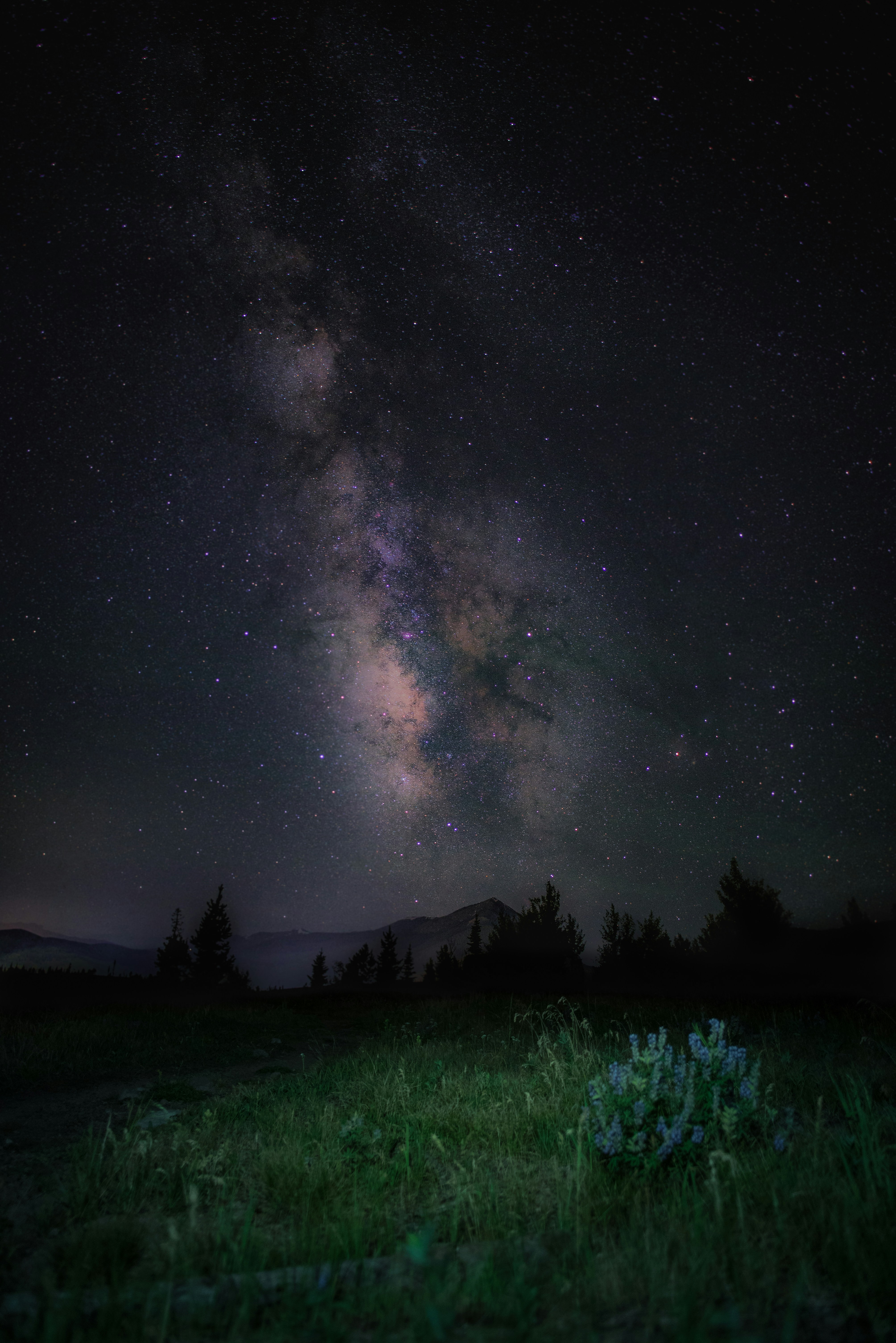 A Field With Grass And Trees Under A Night Sky Filled With Stars HD mobile wallpaper