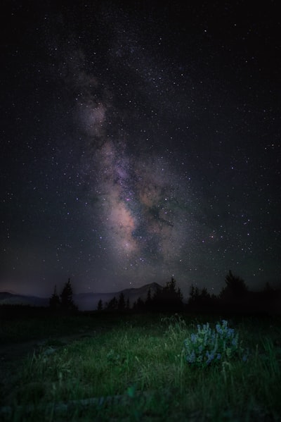 星空下的郁郁葱葱牧场壁纸预览