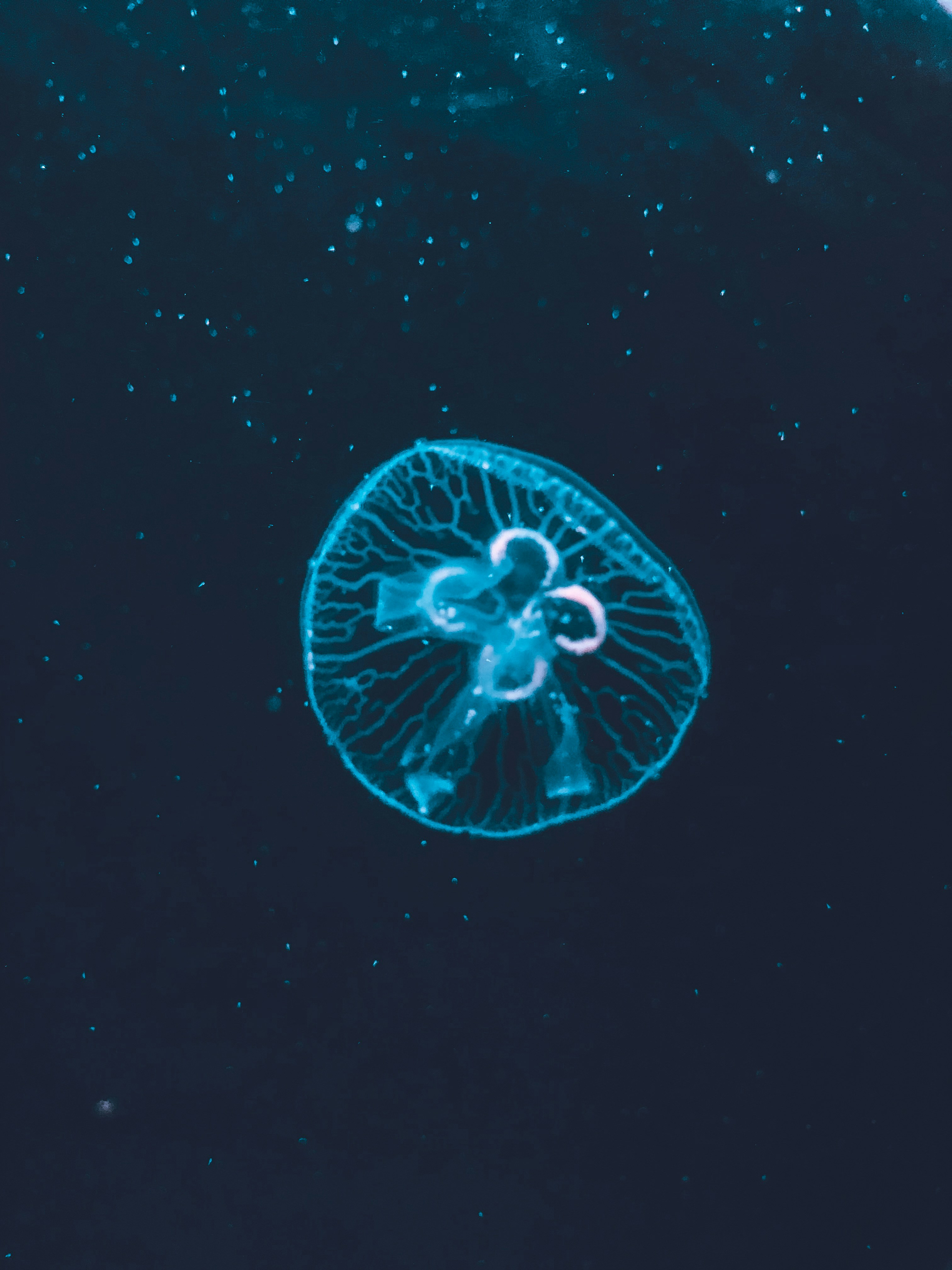 A Blue Jellyfish Floating In The Ocean HD mobile wallpaper