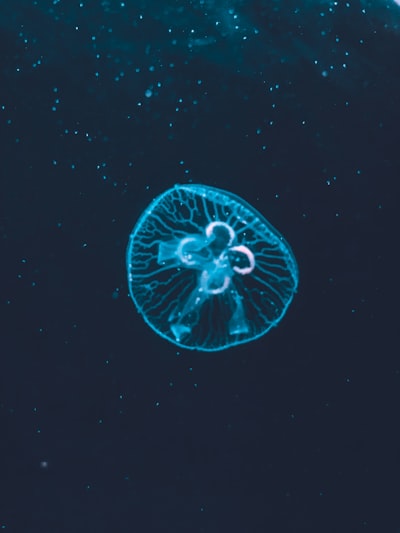 深蓝色海葵飘荡在无垠大海壁纸预览