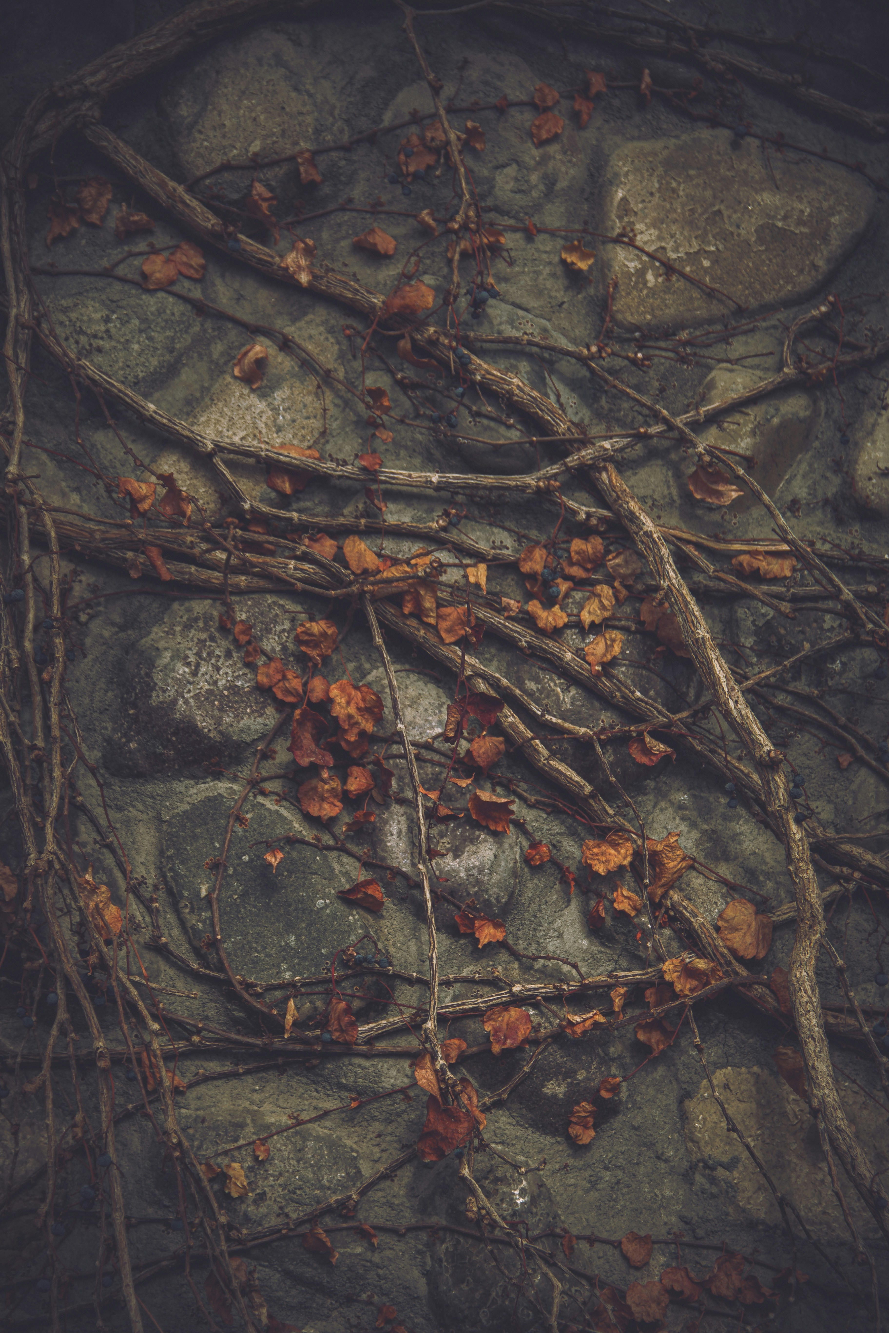 A Bunch Of Branches That Are On A Rock HD mobile wallpaper