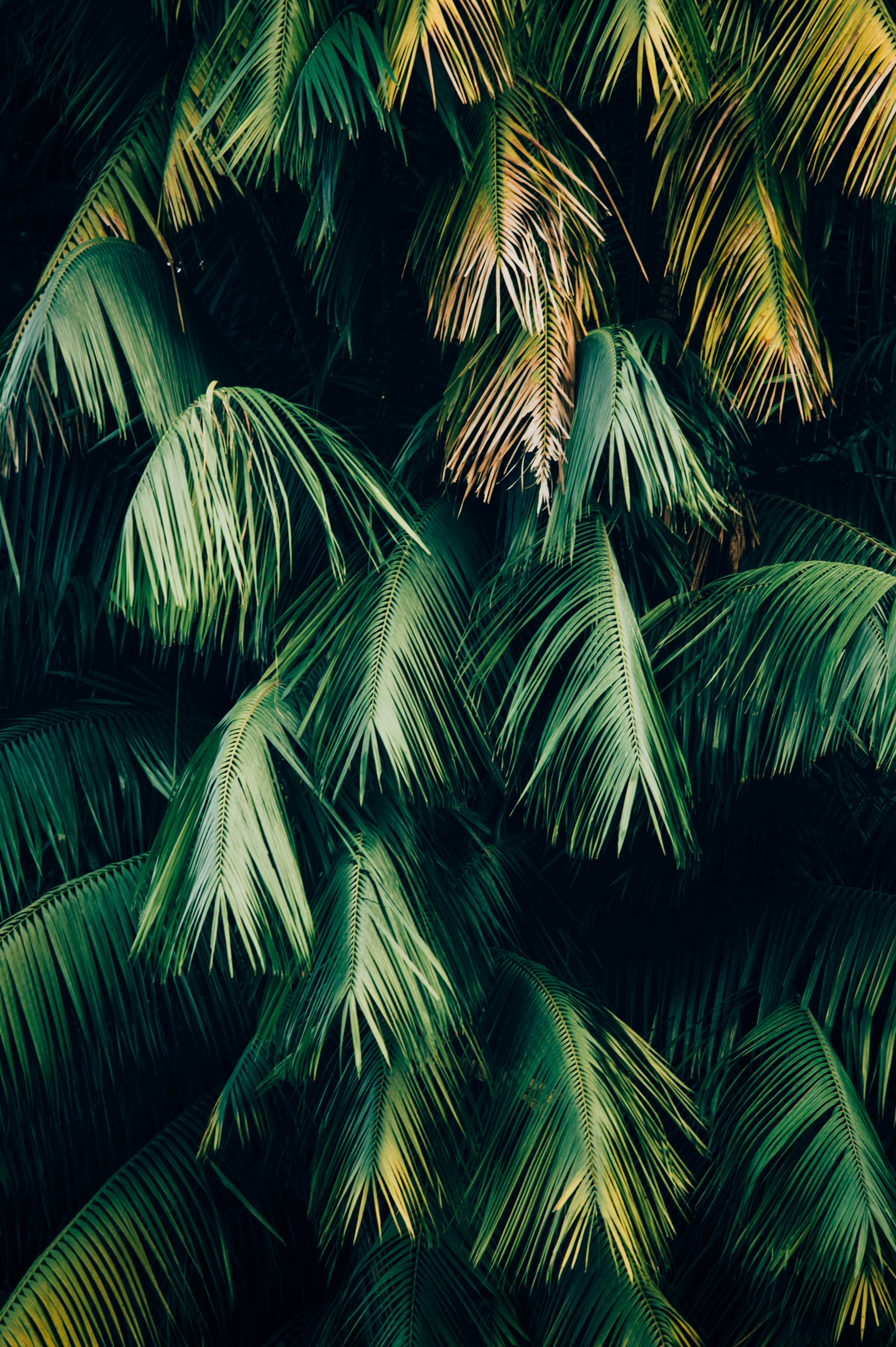 Green Leafed Trees HD mobile wallpaper