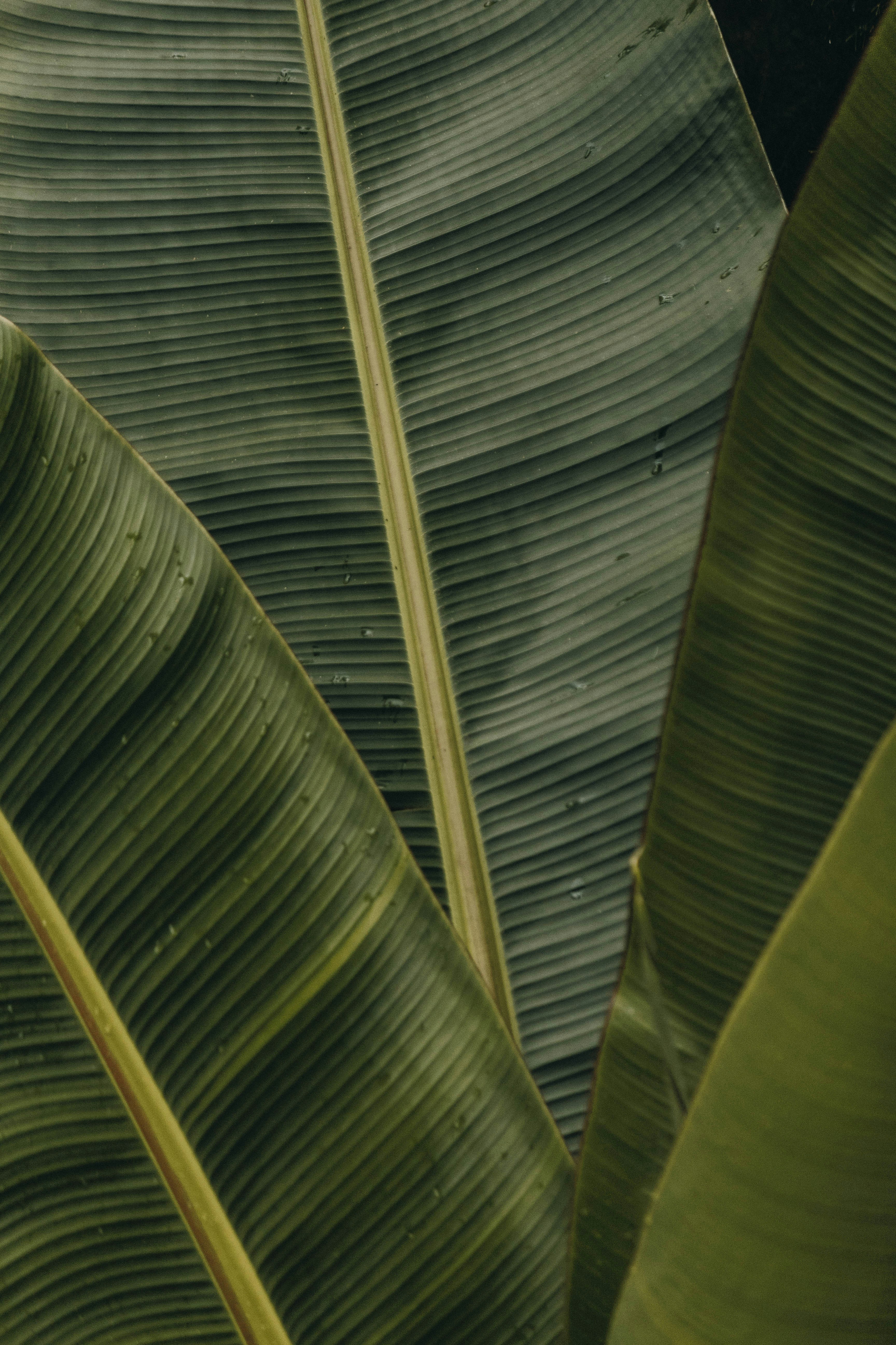 Palm Leaf HD mobile wallpaper
