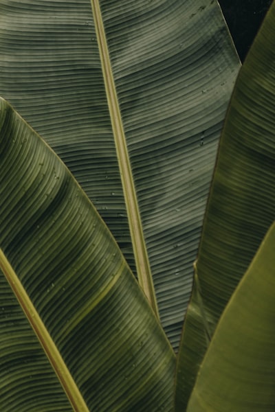 Palm Leaf wallpaper preview