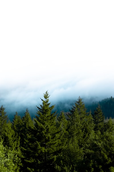 Green Pine Tree wallpaper preview