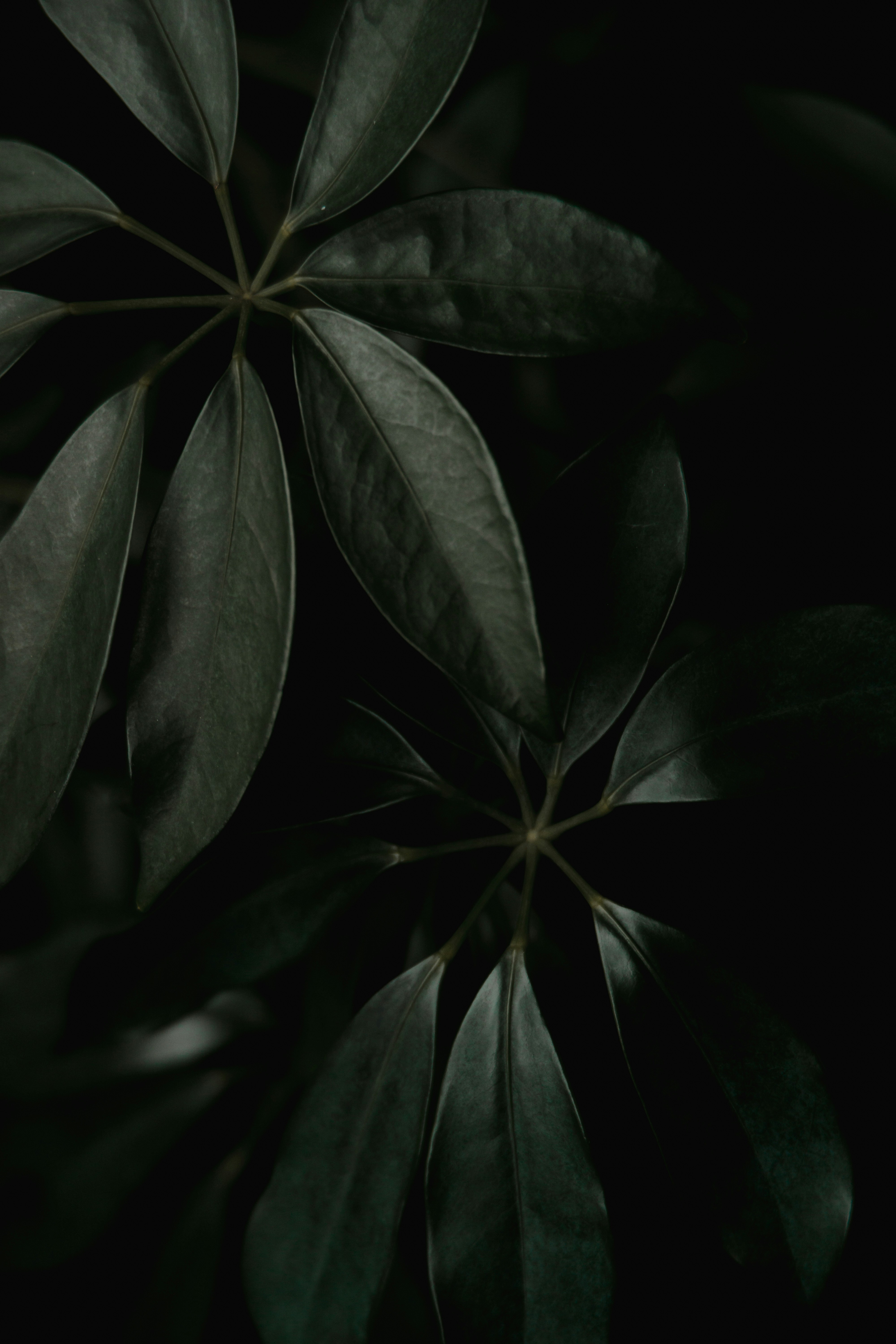 细叶植物的静谧肖像手机壁纸高清图片