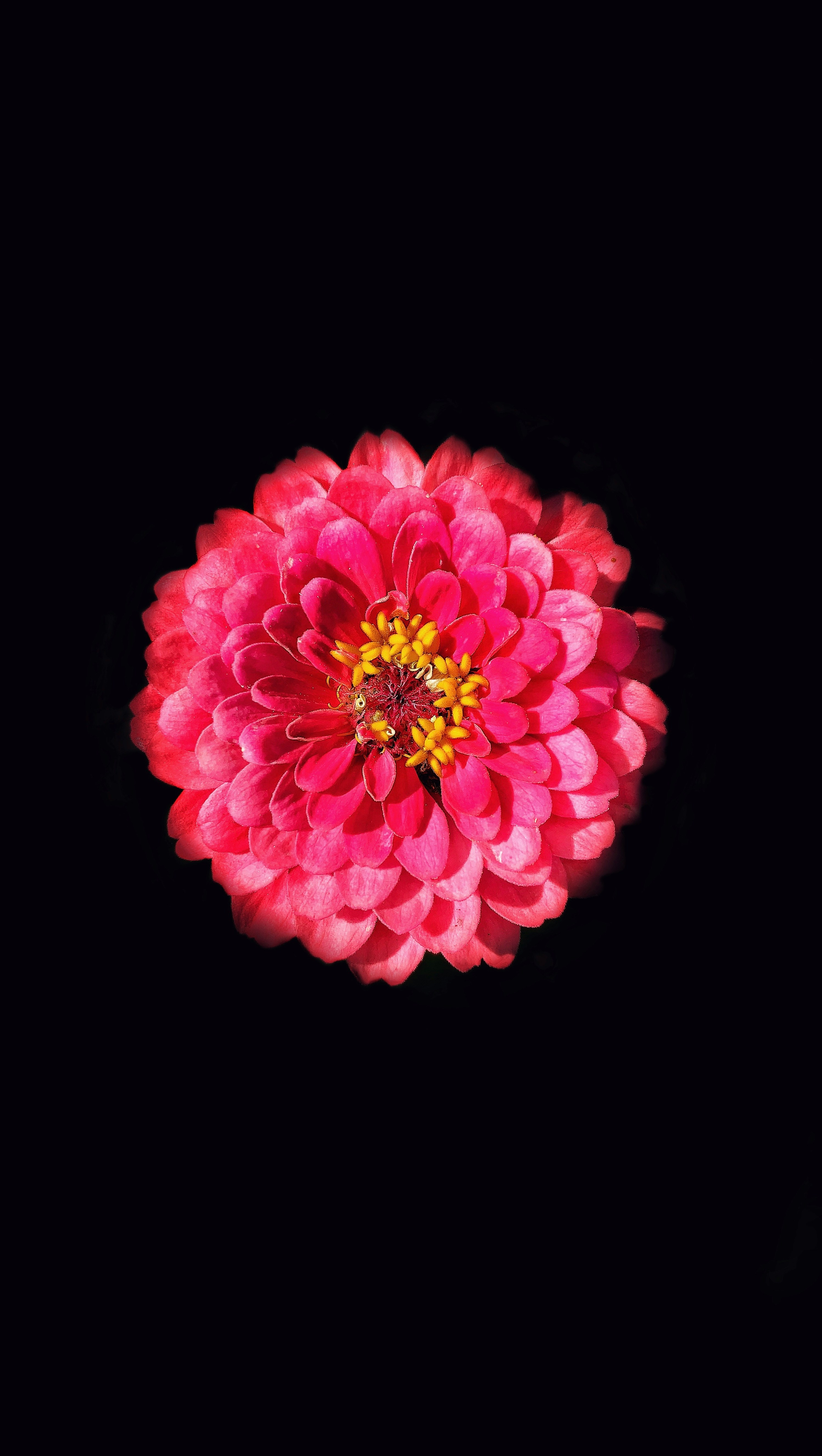 Pink Flower With Black Background HD mobile wallpaper