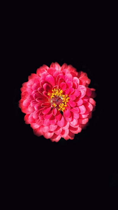 粉紅花靜謐黑夜桌布預覽