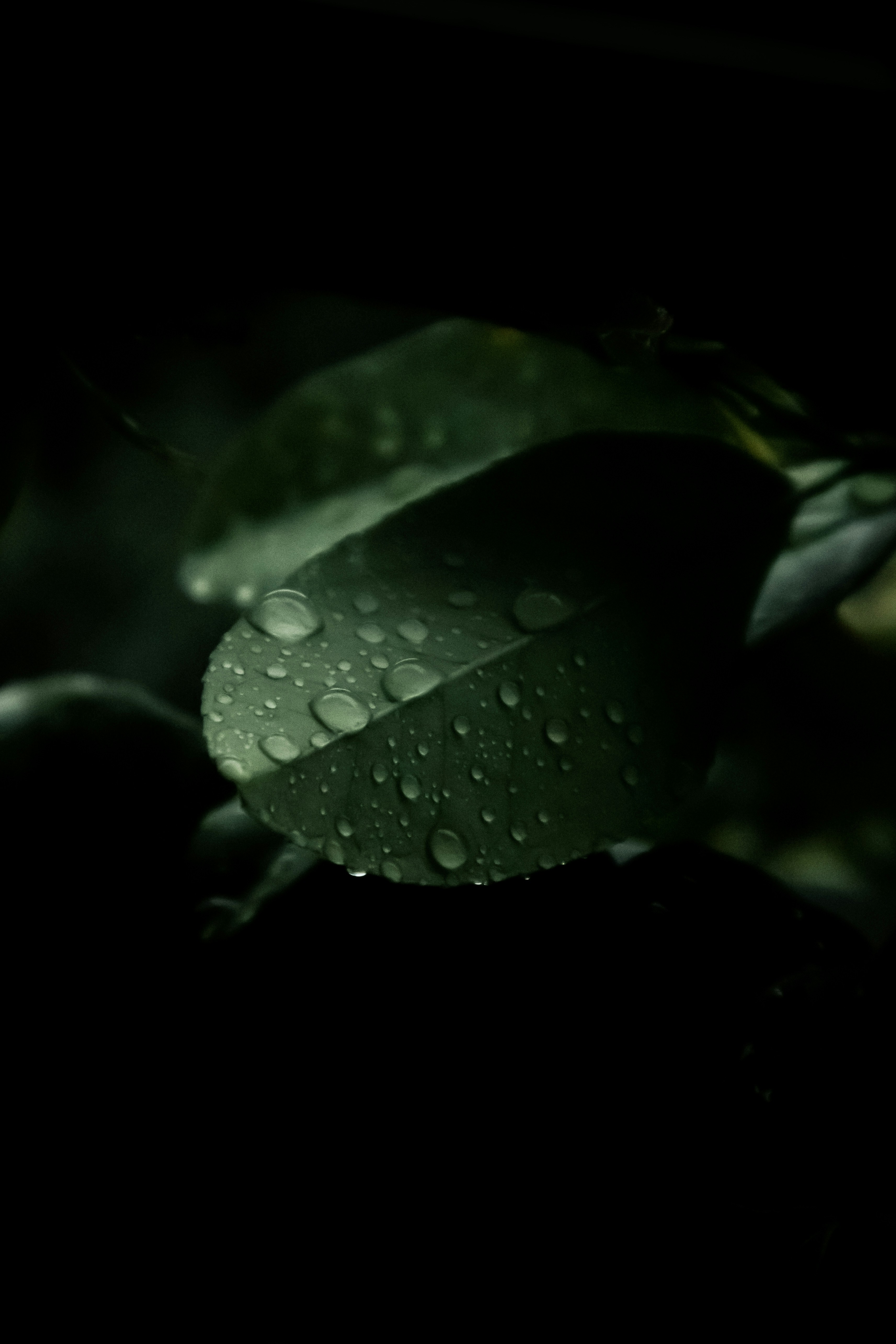 A Green Leaf With Water Droplets On It HD mobile wallpaper