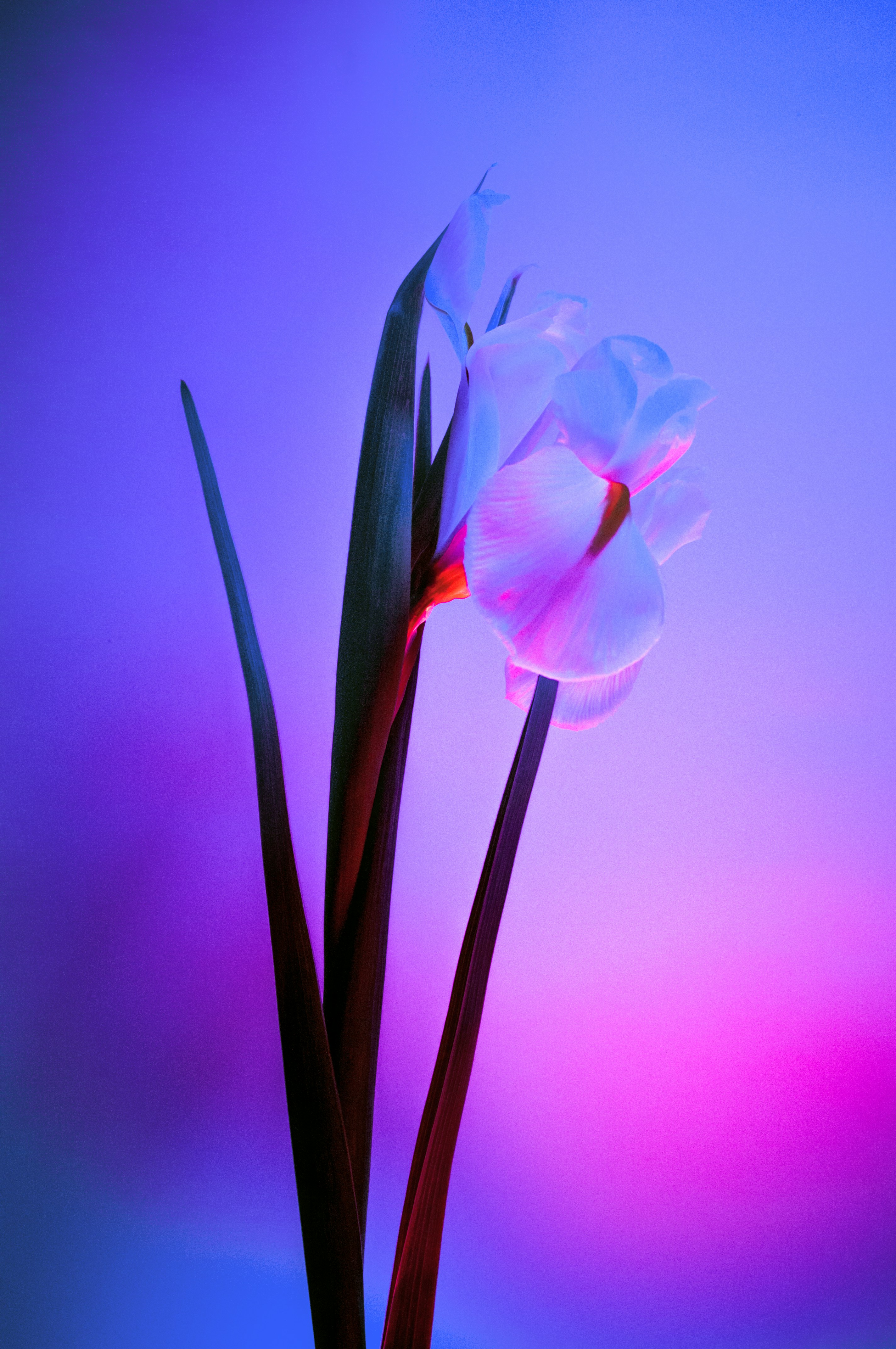 Wallpaper  HD mobile wallpaper