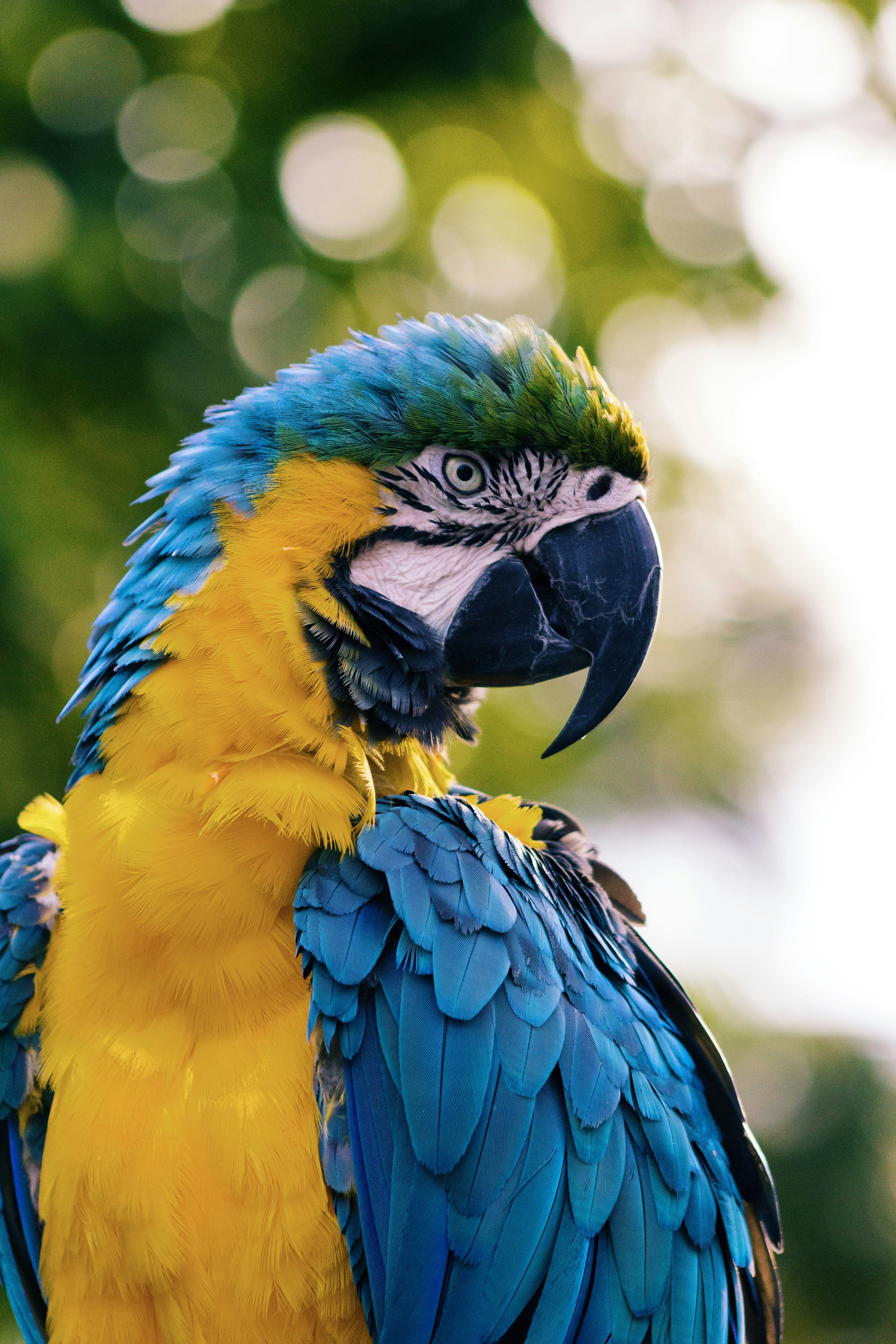 Macaw Parrot HD mobile wallpaper