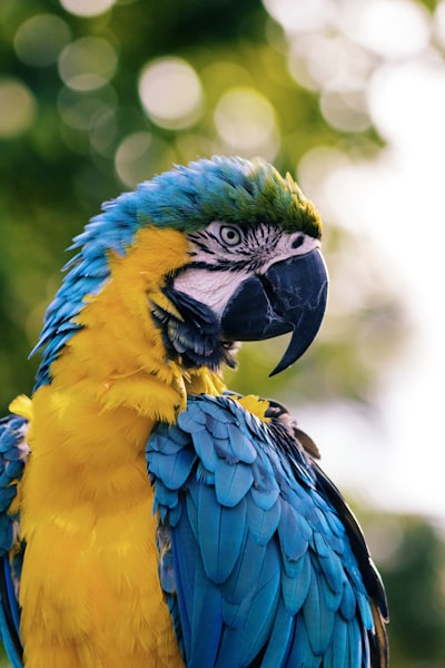 Macaw Parrot wallpaper preview