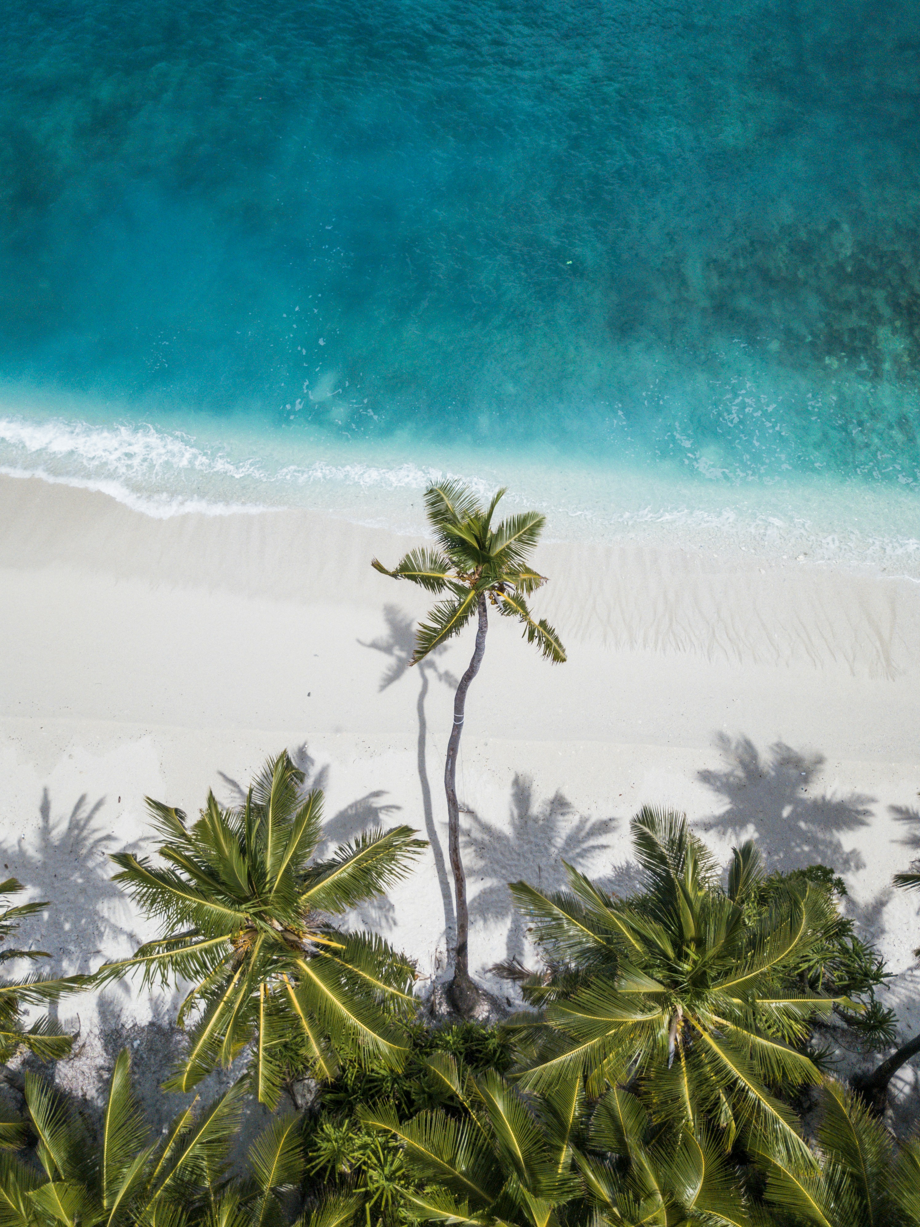 Coconut Trees Near Shore HD mobile wallpaper