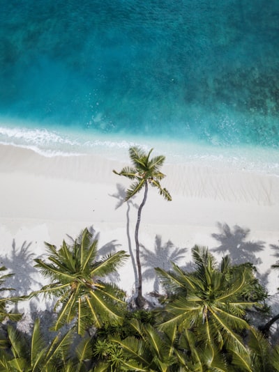 Coconut Trees Near Shore wallpaper preview
