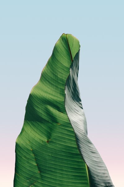 Minimal Series / / / Single Palm wallpaper preview