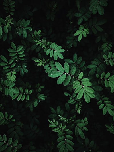 A Close-up Of Some Leaves wallpaper preview