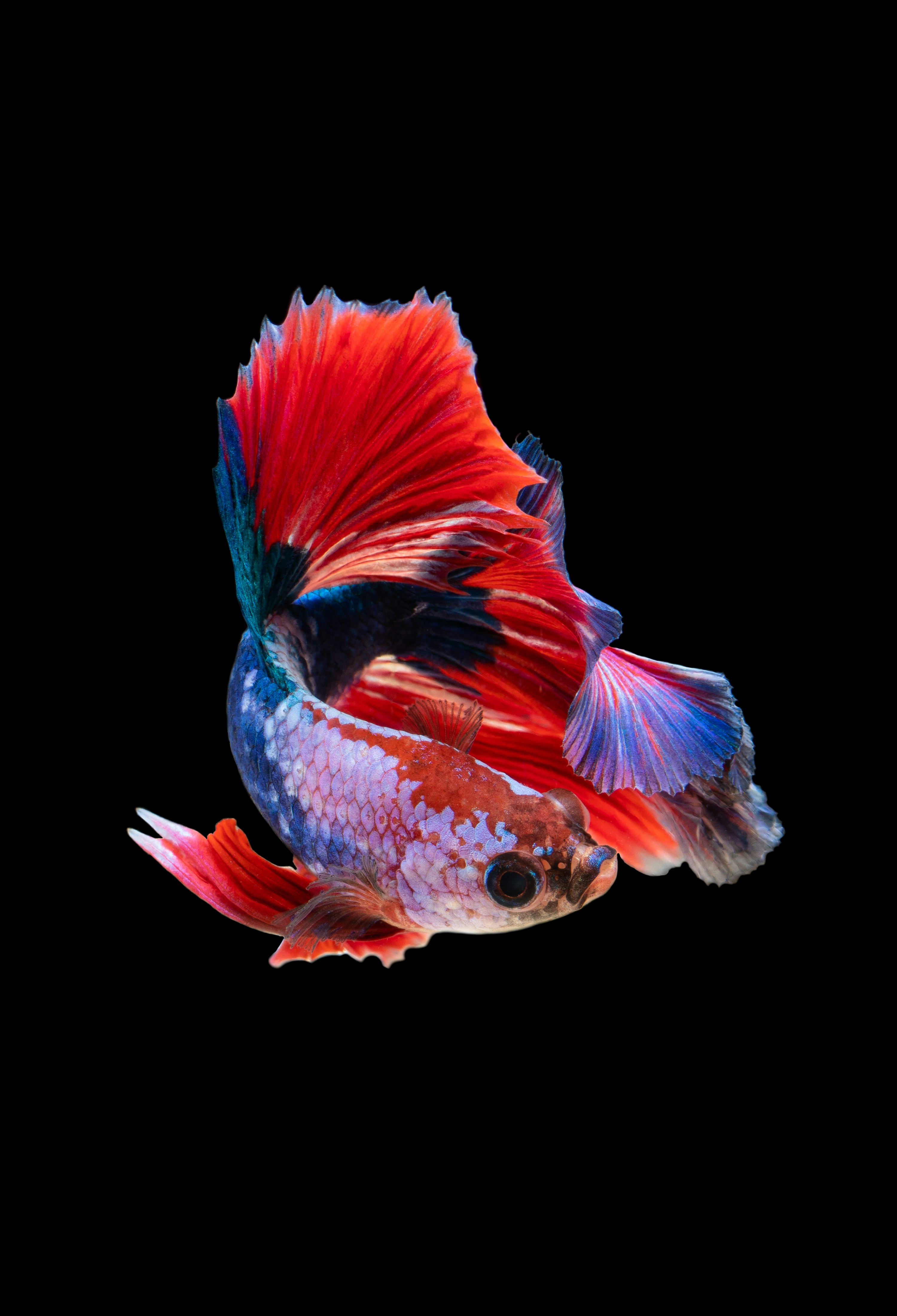Bettas Are My Favorite Subject To Shoot These Days. They Are Beautiful, Intelligent And Aggressive. HD mobile wallpaper