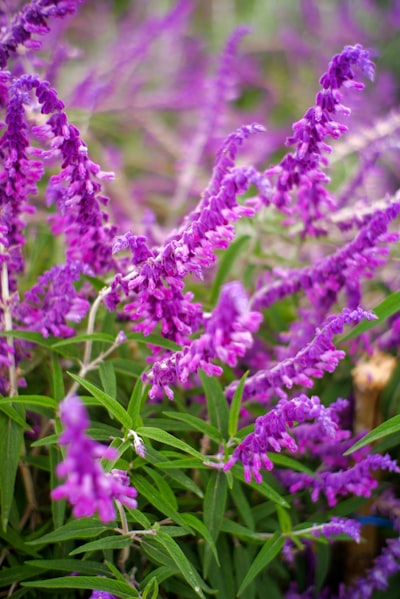 A Bunch Of Purple Flowers In A Field wallpaper preview